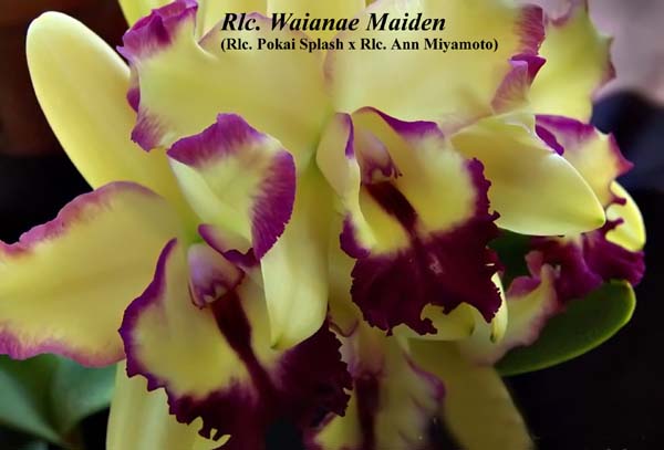 Rlc. Waianae Maiden_0857_jpg