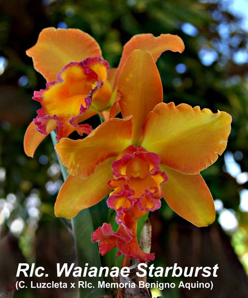 Rlc. Waianae Starburst_4333