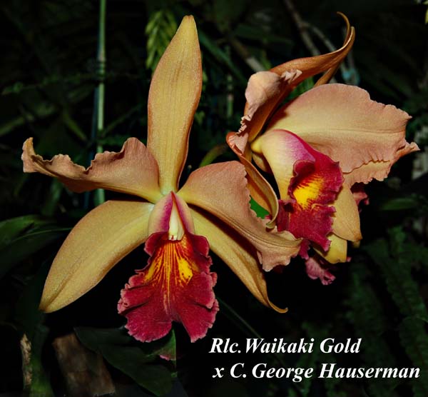 Rlc. Waikaki Gold x C. George Hauserman_9519