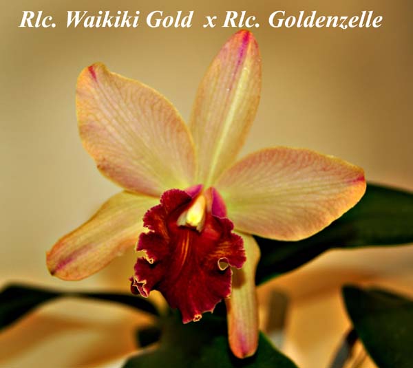 Rlc. Waikiki Gold  x Rlc. Goldenzelle_3924