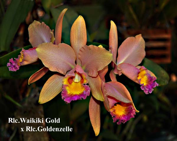 Rlc. Waikiki Gold  x Rlc. Goldenzelle_7571