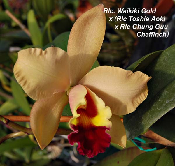 Rlc. Waikiki Gold x (Rlc Toshie Aoki x Rlc Chung Guu Chaffinch)_9398