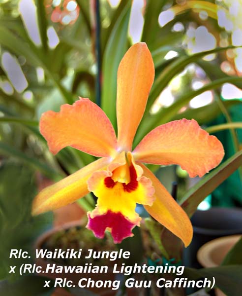 Rlc. Waikiki Jungle x (Rlc. Hawaiian Lightning  x Rlc. Chyong Guu Chaffinch)_2271
