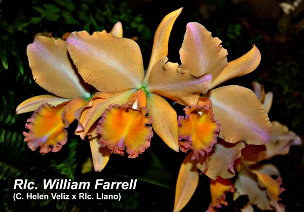 Rlc. William Farrell _2713