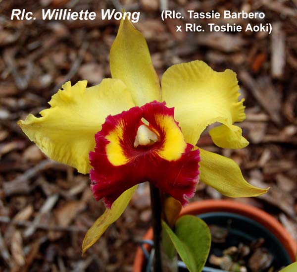 Rlc. Williette Wong_3874