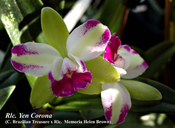 Rlc. Yen Corona_6762