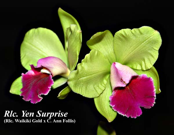 Rlc. Yen Surprise (Rlc. Waikiki Gold x C. Ann Follis) _6006