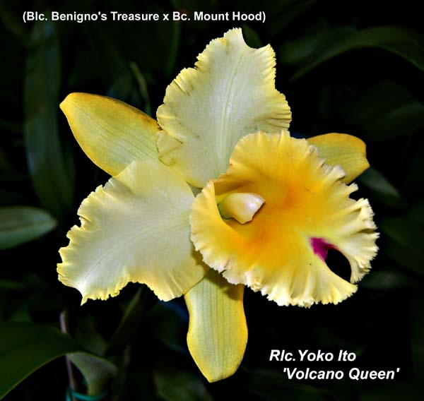 Rlc. Yoko Ito _5506