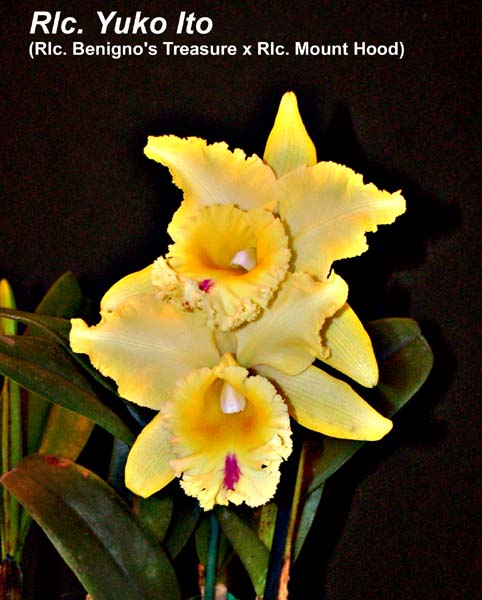 Rlc. Yuko Ito (Rlc. Benigno's Treasure x Rlc. Mount Hood)_1518
