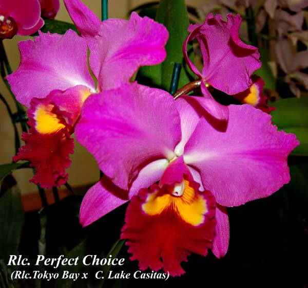 Rlc.. Perfect Choice (Rlc.. Tokyo Bay x C. Lake Casitas)_0306