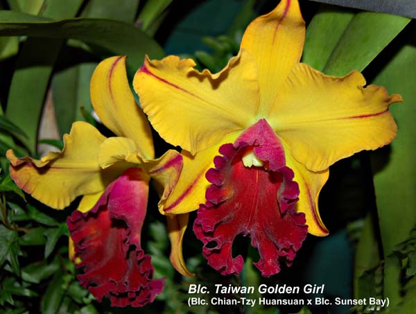 Rlc.. Taiwan Golden Girl _4759