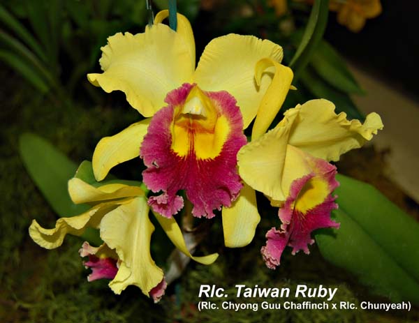 Rlc.. Taiwan Ruby  _4319