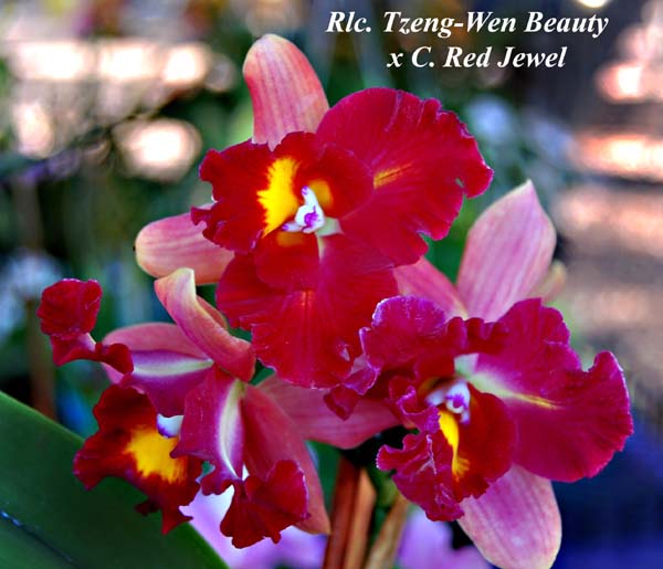 Rlc.. Tzeng-Wen Beauty  x C. Red Jewel_0381