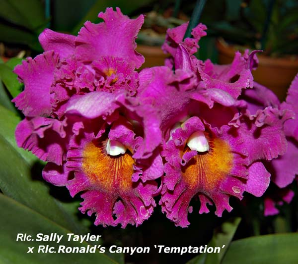 Rlc.Pot Sally Tayler x Rlc. Ronalds Canyon _4265
