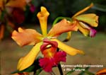 Mc. thomsoniana x Rlc. Fortune _3462