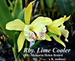 Rby. Lime Cooler _5745