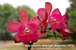 Rhyncatclia Midnight Magenta ( 3499