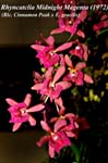 Rhyncatclia Midnight Magenta (_4381
