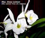 Rhynchobrassoleya Dosa Lemon_6639