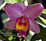 Rlc Sunset Bay x C. White Bridal_7689