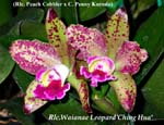 Rlc Waianae Leopard 3575