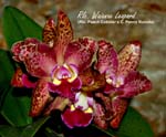 Rlc Waianae Leopard 'Ching Hua'