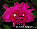 Rlc Yoshi Tsubaki_8309