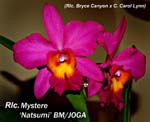 Rlc. Mystere _6920