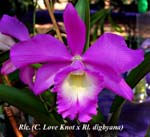 Rlc. (C. Love Knot x Rl. digbyana)_0391