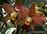 Rlc. (Esther Costa  x Rlc. Chinese Bronze)_7464