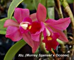 Rlc. (Murray Spenser x Oconee)_0544