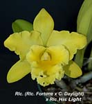 Rlc. (Rlc. Fortune x C. Daylight) x Rlc. His Light}3978