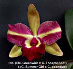 Rlc. (Rlc. Greenwich x C. Thospol Spot) x  Rlc. (Summer Girl x C. acelandae) _1765