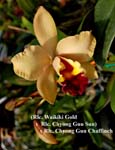 Rlc. (Rlc.Waikiki Gold x Rlc Toshie Aoki) x Rlc. Chung Guu Chaffinch_9402