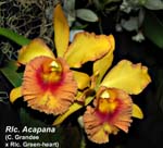 Rlc. Acapana _5680
