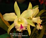 Rlc. Acapane _Melee x Rlc. Greenwich _Elmhurst_5972