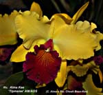 Rlc. Alma Kee _Tipmalee AM_AOS_5702
