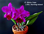 Rlc. Aloha Case x Hunting Island_2992