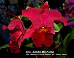 Rlc. Aloha Mishima_2887