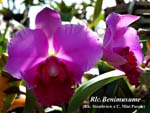 Rlc. Benimusume_0127