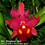 Rlc. Bingham Vick_4698