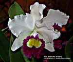 Rlc. Blanche Aisaka (Rlc. Meditation x C. Stephen Oliver Fouraker)_5509