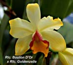 Rlc. Bouton D'Or x Rlc. Goldenzelle_7441