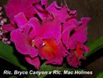 Rlc. Bryce Canyon x Rlc. Mac Holmes_4433