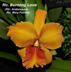 Rlc. Burning Love_4757
