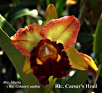 Rlc. Caesars Head_7618