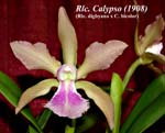 Rlc. Calypso (1908)_6655