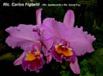Rlc. Carlos Fighetti_2732