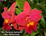 Rlc. Carolina Splendor x Rlc. Goldenzelle_4784