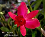 Rlc. Chia Lin x Rth. Love Song_7602